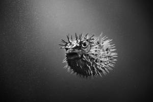 Un viaje hacia el interior del ser humano a través de fotografías en blanco y negro