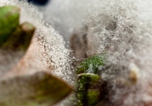 Barbara Santos, artista Arttextum