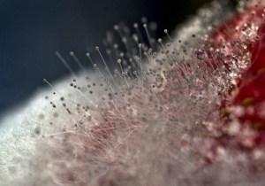 Bárbara Santos, artista Arttextum