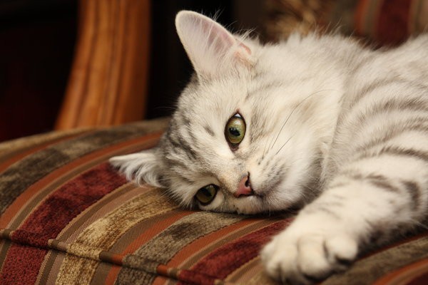 El Gato y la Espiritualidad