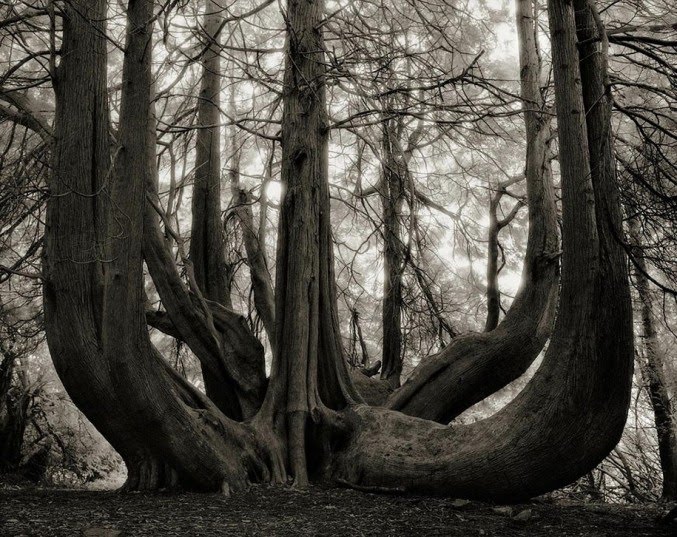 14 años fotografiando los árboles vivos más viejos del mundo