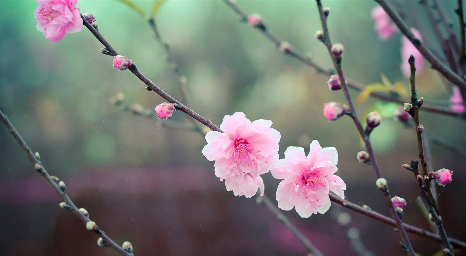 10 hermosas palabras japonesas que no existen en español