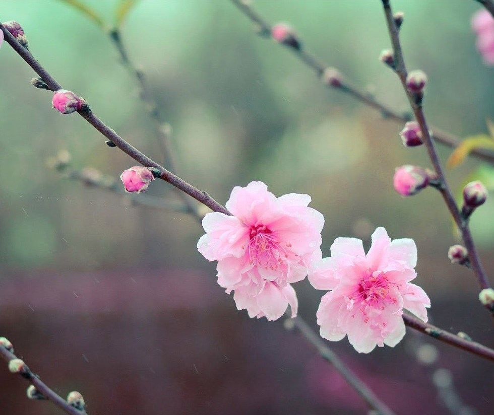 10 hermosas palabras japonesas que no existen en español