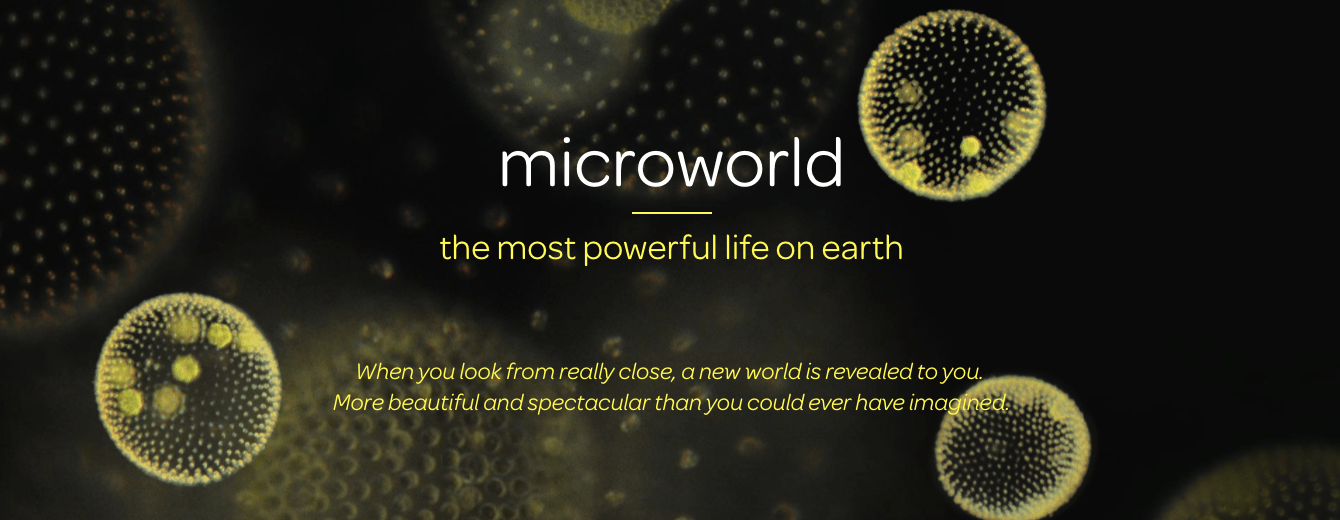 Artis Micropia, the museum that displays the unseen world