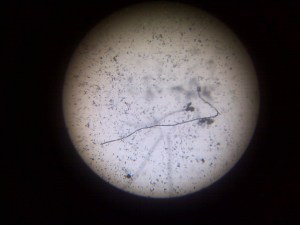 Edith Medina, artista Arttextum