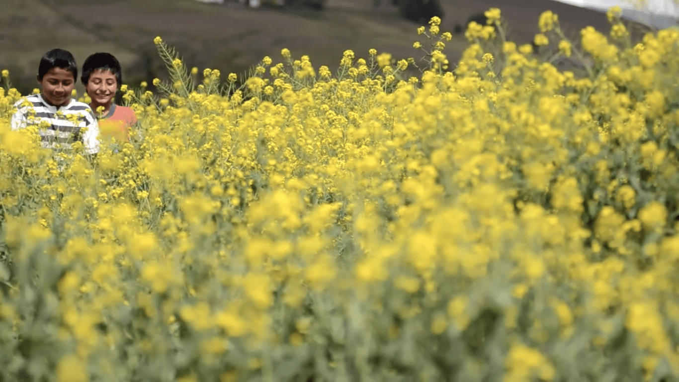 María Paula Falla, artista Arttextum